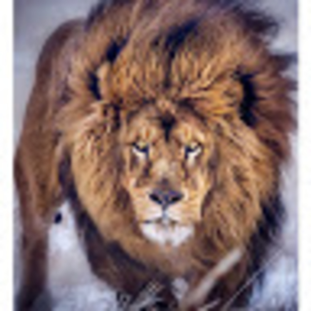 Meet your Posher, Julie